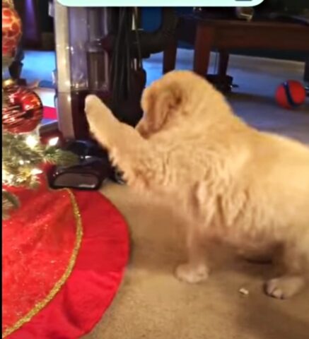 Cucciolo di Labrador vs Albero di Natale: chi vincerà la sfida?