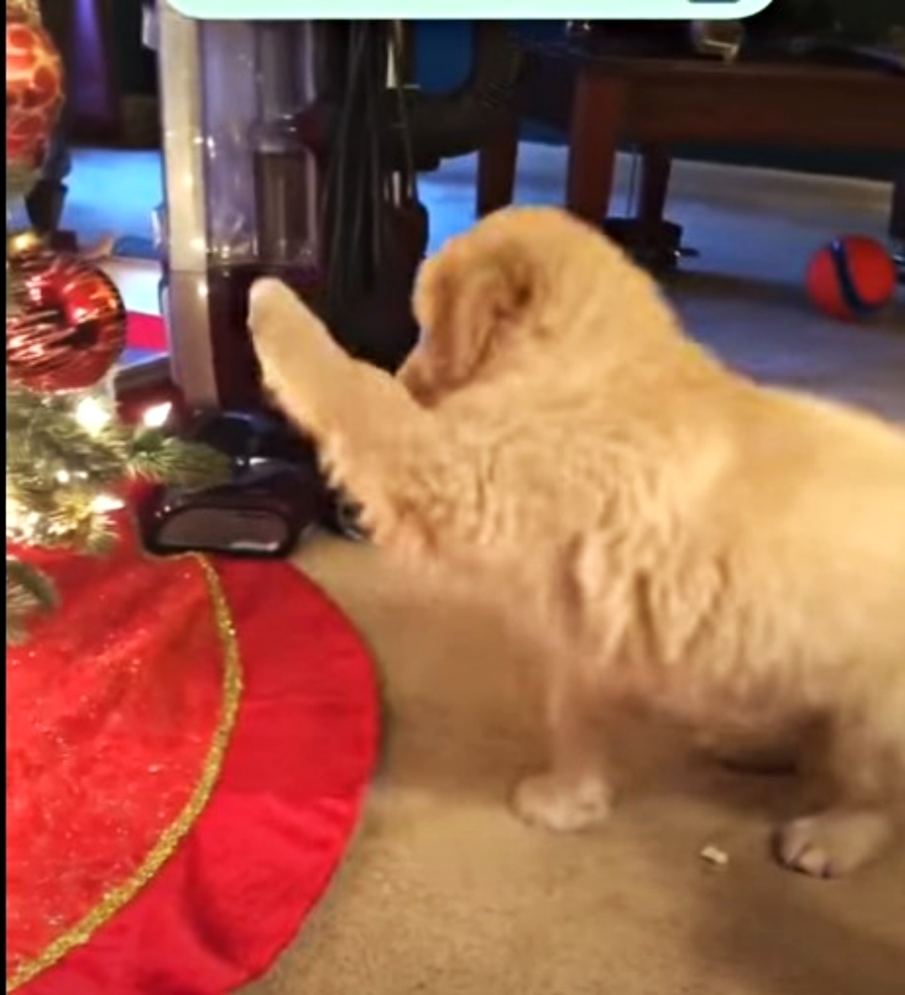 cucciolo di cane