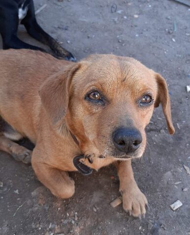 Dalla spazzatura al lusso: questo cane ha ritrovato la felicità grazie ad una coppia speciale