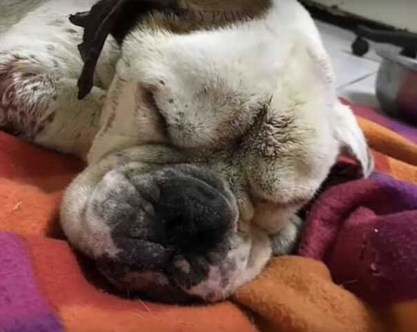 Devastato dalle ingiustizie della vita, questo cane si stava lasciando andare fra l’indifferenza di tutti