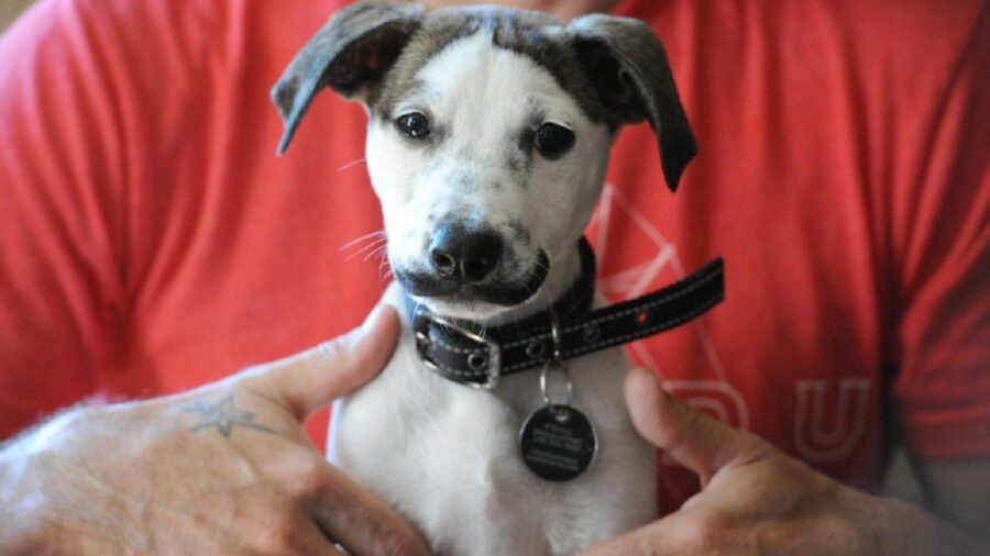 È proprio un cane con un collarino nero