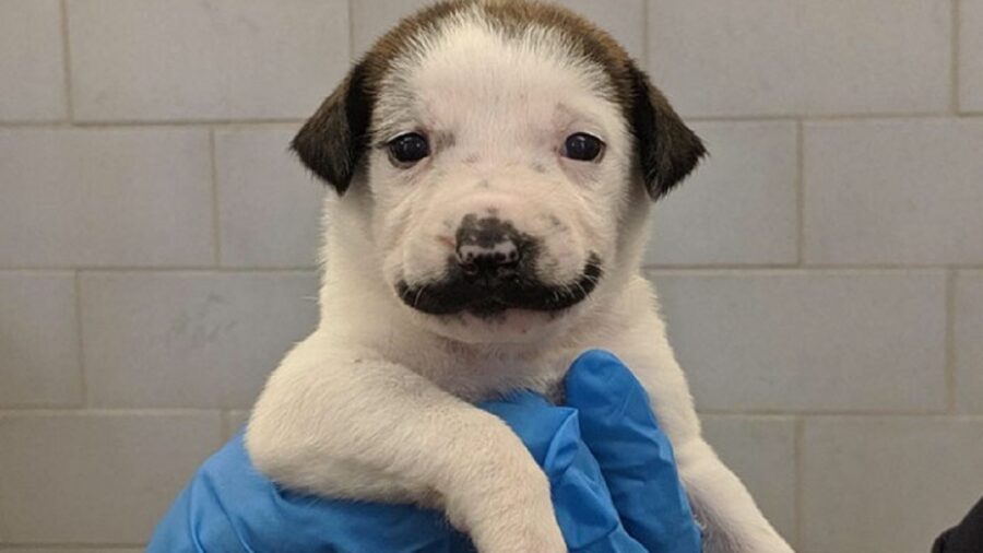 È proprio un cane con gli occhietti piccoli