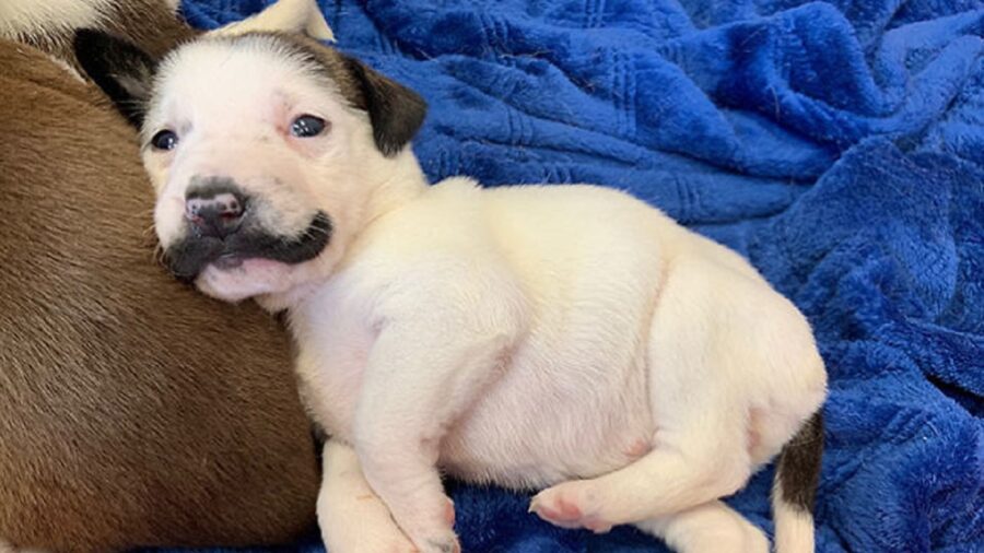 È proprio un cane piccolo sopra una coperta