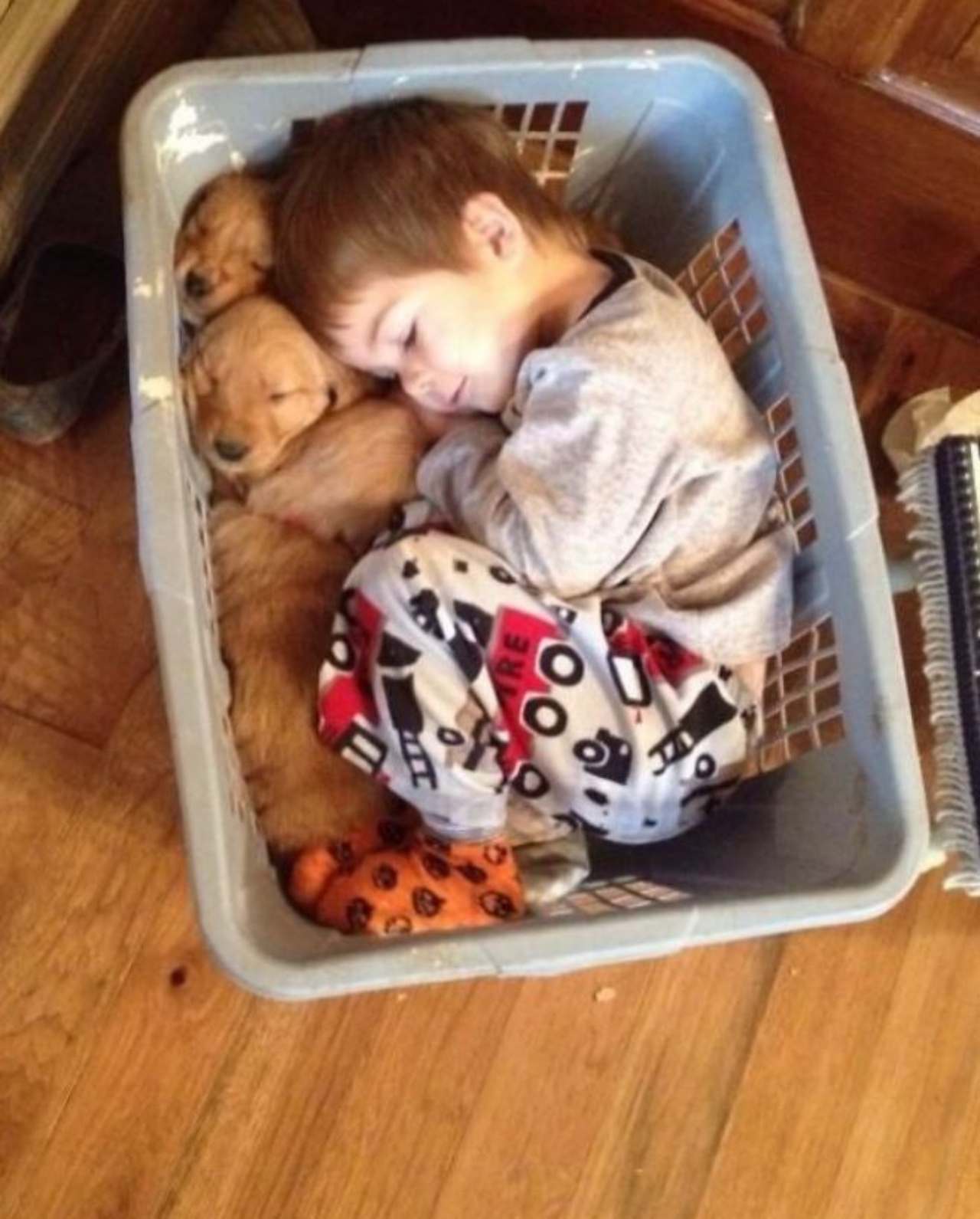 Bambino che dorme con dei cuccioli di cane
