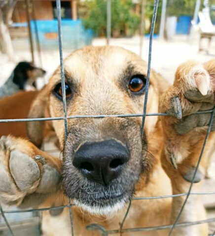 Genoveffa, la cagnolina bisognosa d’amore cerca una famiglia per sempre