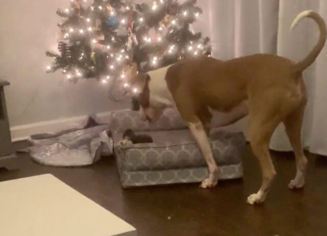 Gioca felice davanti all’albero di Natale, poi la “tragedia”: la faccia del cane è impagabile