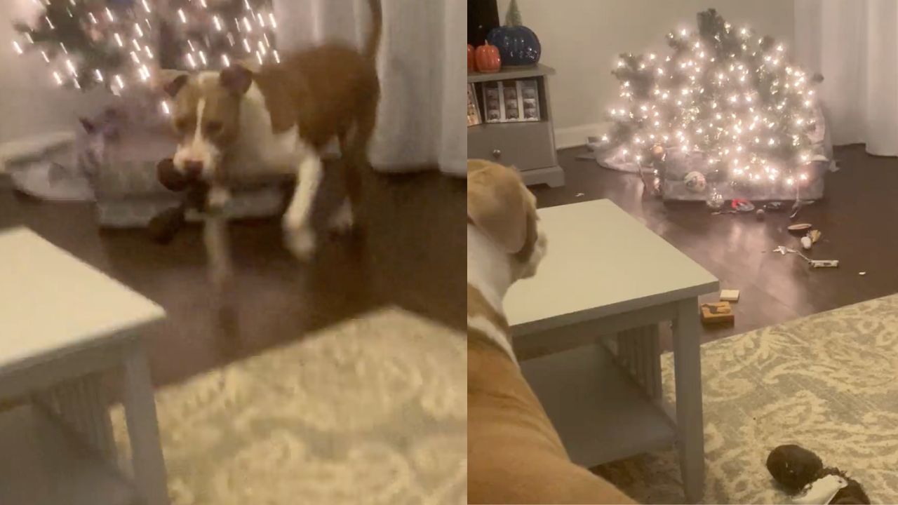 cane fa cadere albero di Natale