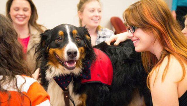 Gli studenti erano stressati: questa università corre ai ripari con dei cuccioli di cane