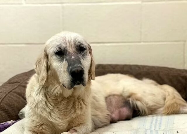 Golden Retriever abbandonata quando era incinta, ha trovato casa giusto in tempo per Natale