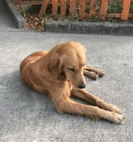 Golden Retriever percorre 60 miglia in 2 settimane per tornare a casa