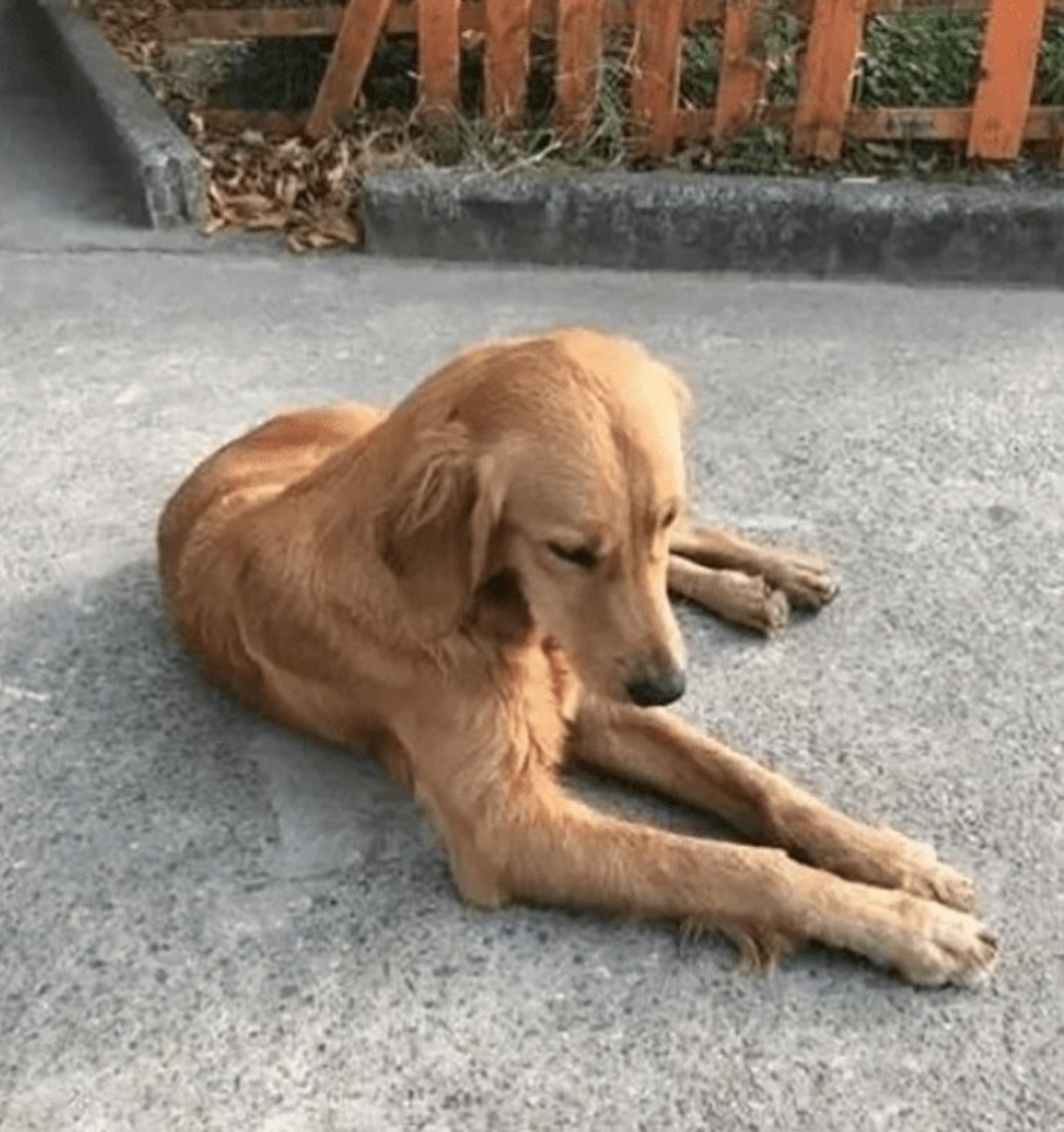 Golden Retriever in strada