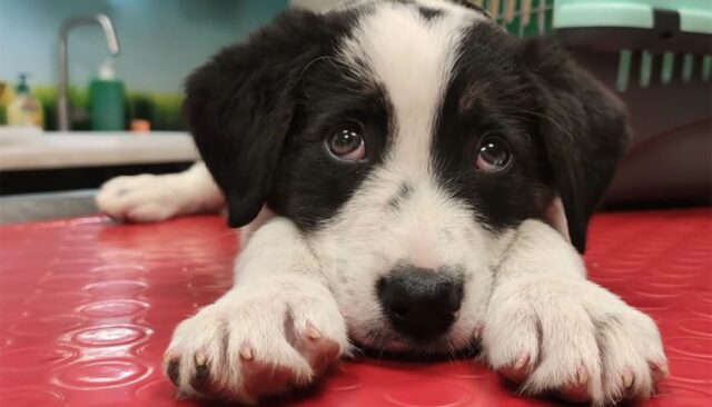 Ha corso dietro un’auto senza stancarsi: questo cane sapeva che dentro c’era la sua futura famiglia