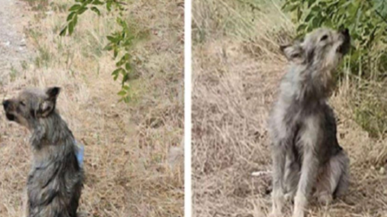 Cagnolina piange per la tristezza