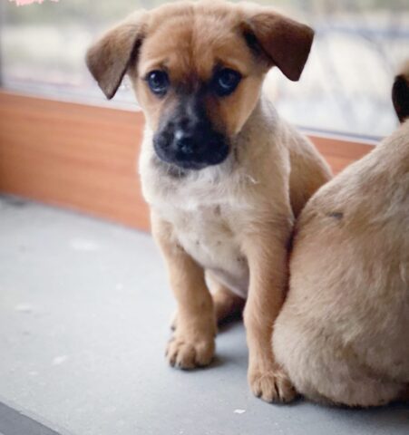 Hanabi, cagnolina dal carattere dolce e gentile è alla ricerca di una famiglia per sempre: aiutiamola