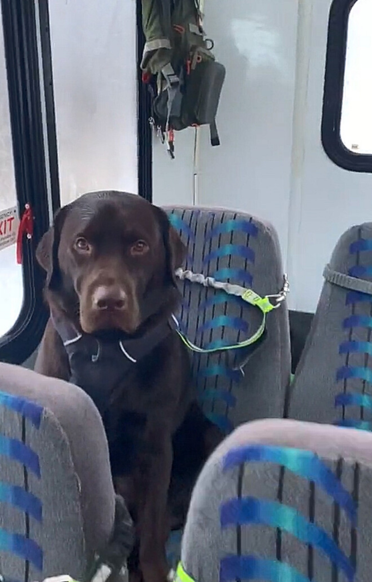 cane su autobus