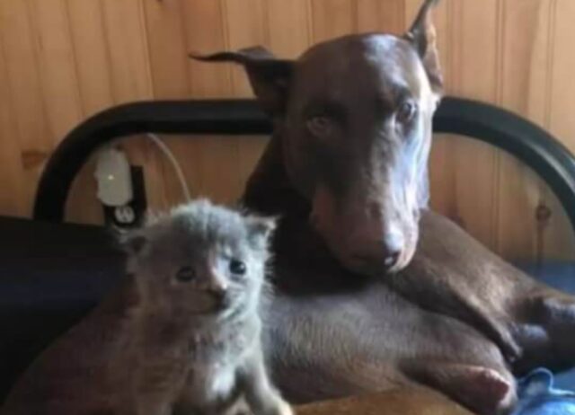 Il Dobermann adotta uno scricciolo davvero speciale: un gattino che tratta come un figlio