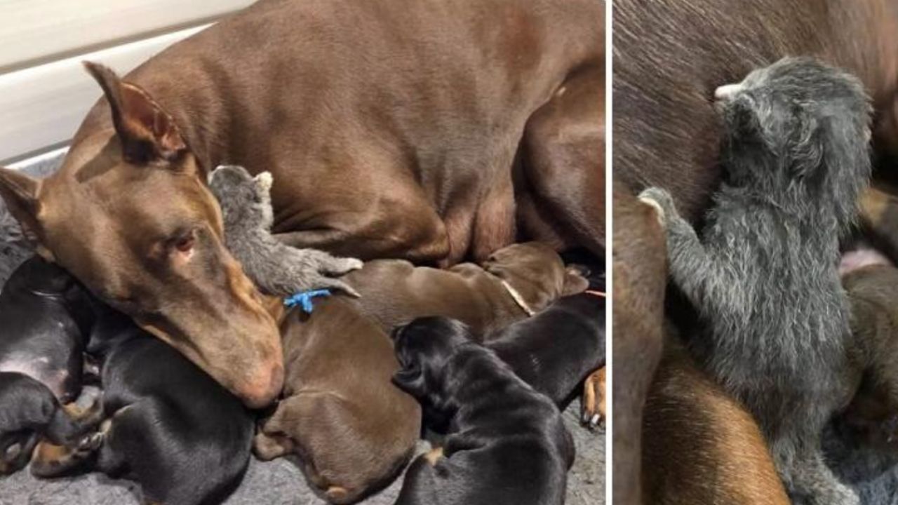 Una mamma Dobermann