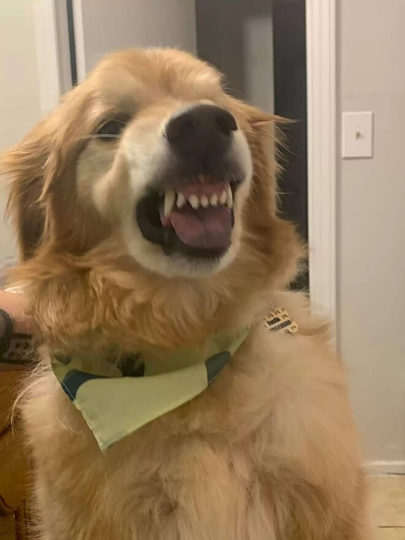 cane mostra i denti
