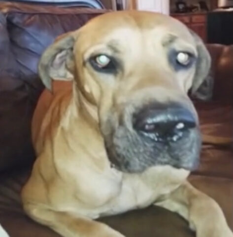 Il cane colpevole “tossisce” le prove del suo crimine