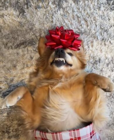 Il cane diventa (letteralmente) il regalo di Natale più adorabile che ci sia