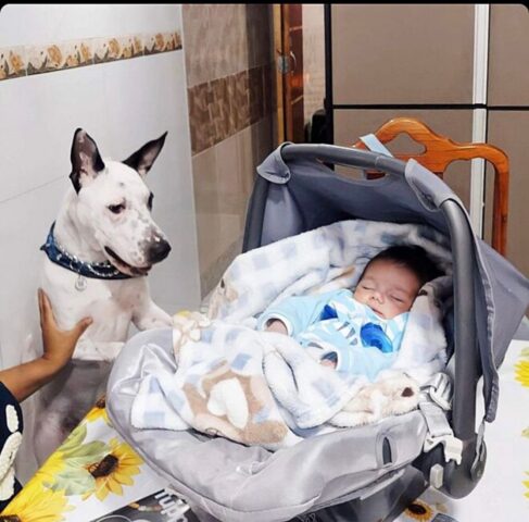 cane con neonato