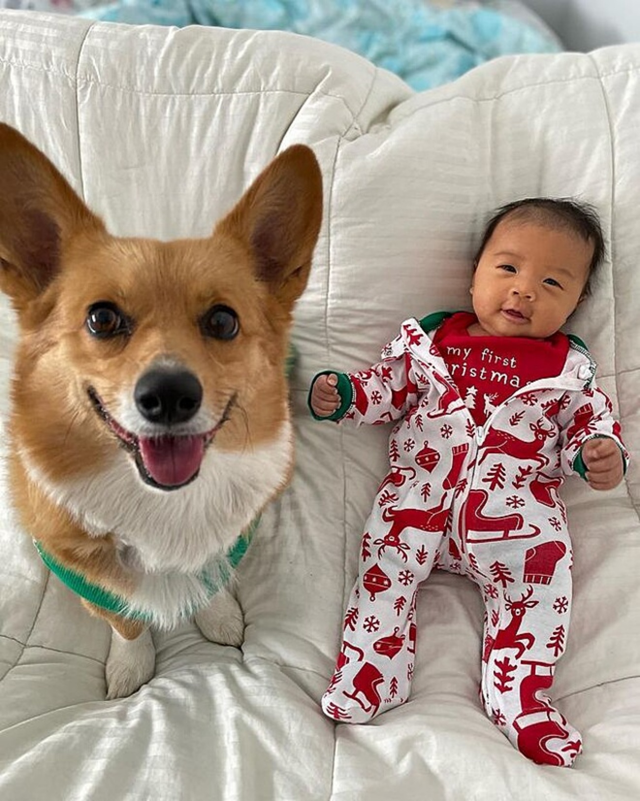 corgi e neonato