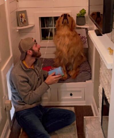 Il cane ha uno strano atteggiamento quando il suo papà umano gli fa vedere un pallone