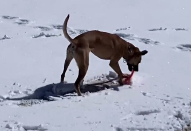 Il cane osserva le persone che vanno in slitta e poi decide di imitarle