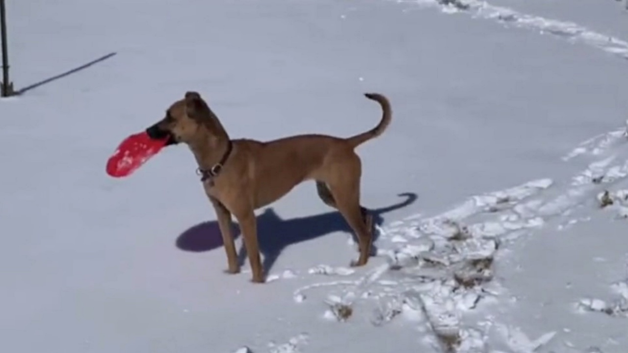 cane sulla neve