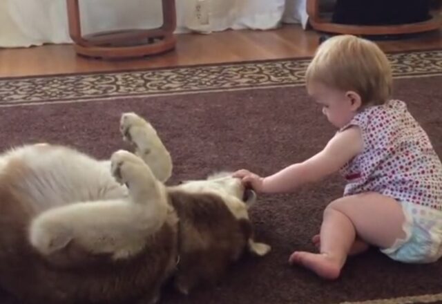 Il cane paziente non si scompone quando il bebè inizia a fargli da “dentista”