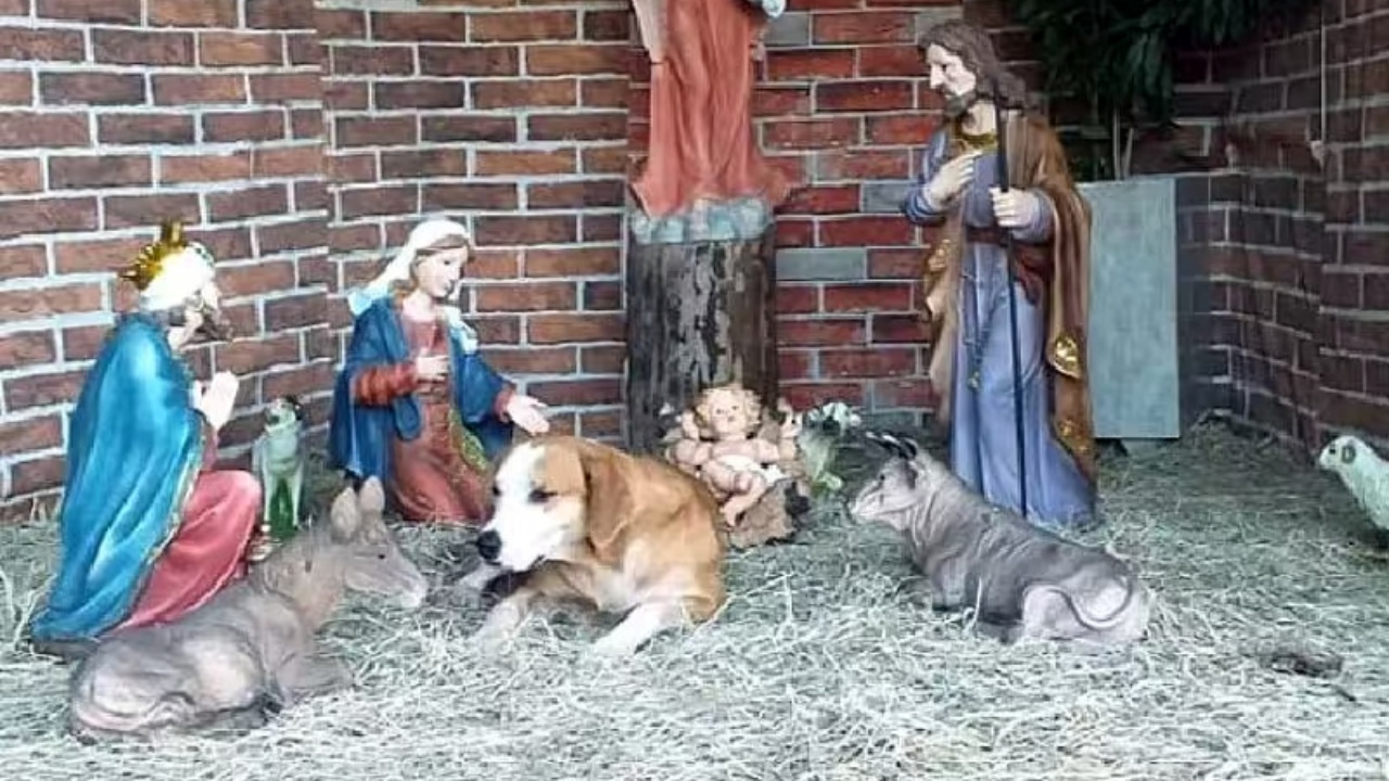 cane nel presepe