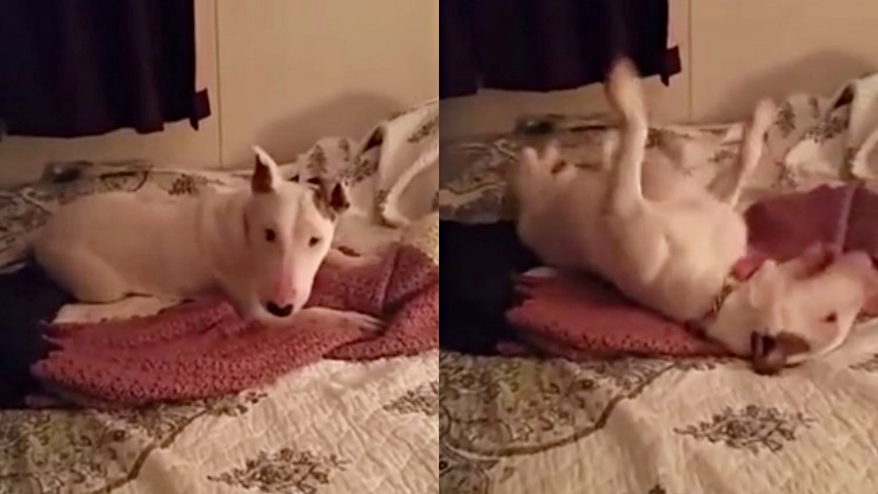 cane sul letto
