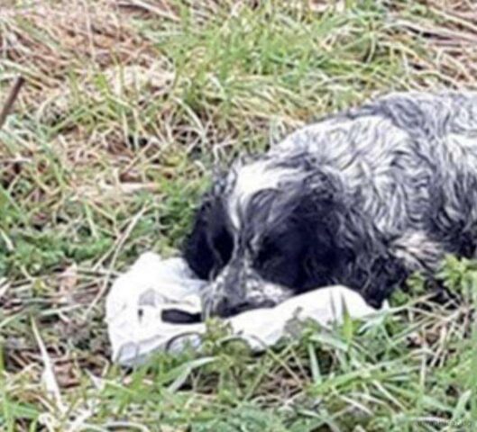 Il cane trovato sul ciglio della strada teneva stretto un sacchetto: il motivo è tutto da scoprire