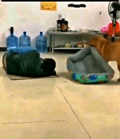 Il cane vede il suo umano dormire sul pavimento e corre a dargli il suo lettino