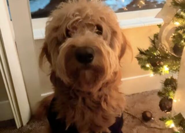 Il cane viene “trasformato” in un albero di Natale e il risultato è davvero tenerissimo