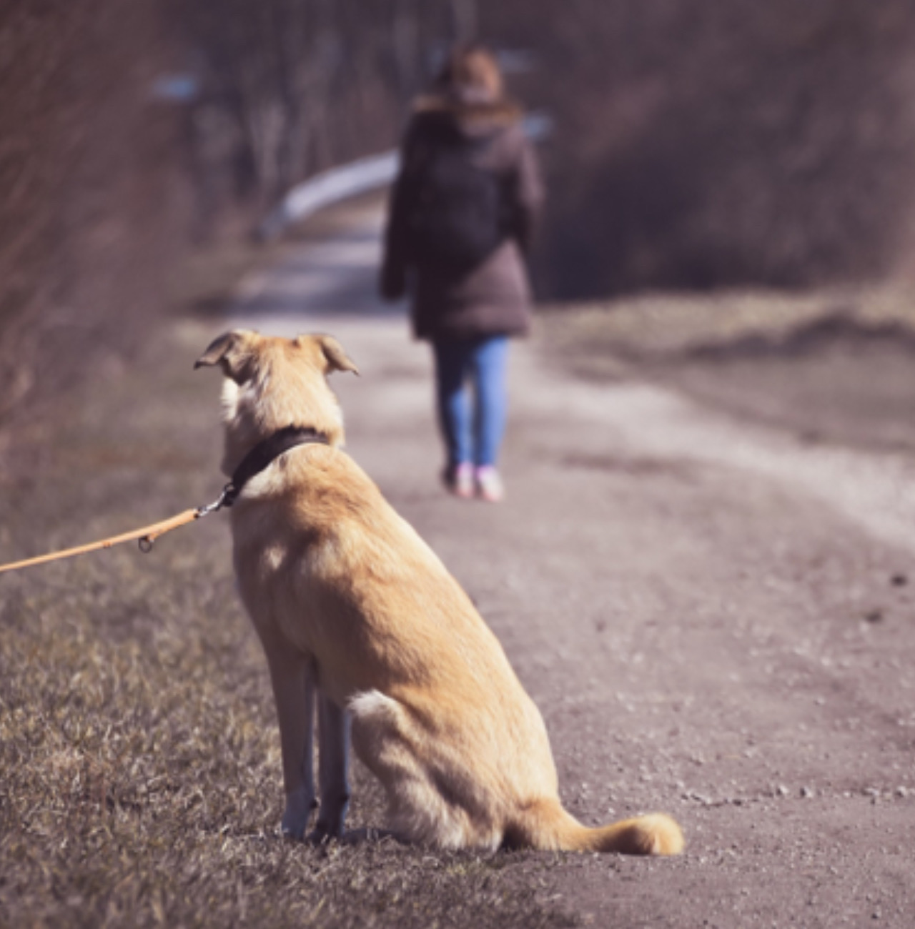 Cane viene abbandonato in strada