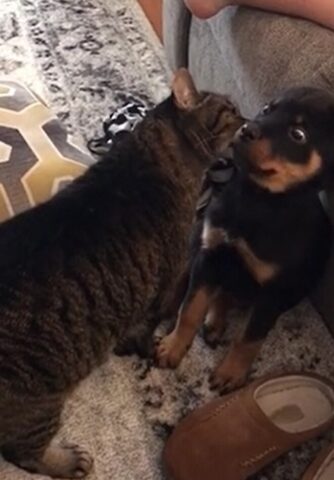 Il cane ha il terrore di ricevere baci dal suo amico gatto