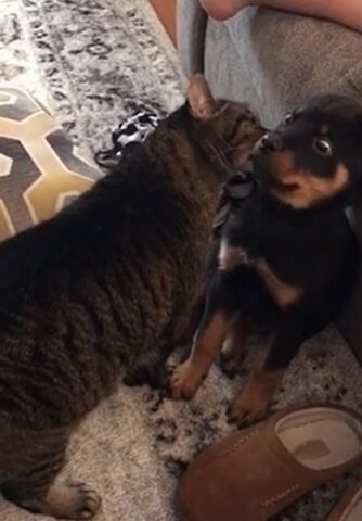 Il cane ha il terrore di ricevere baci dal suo amico gatto