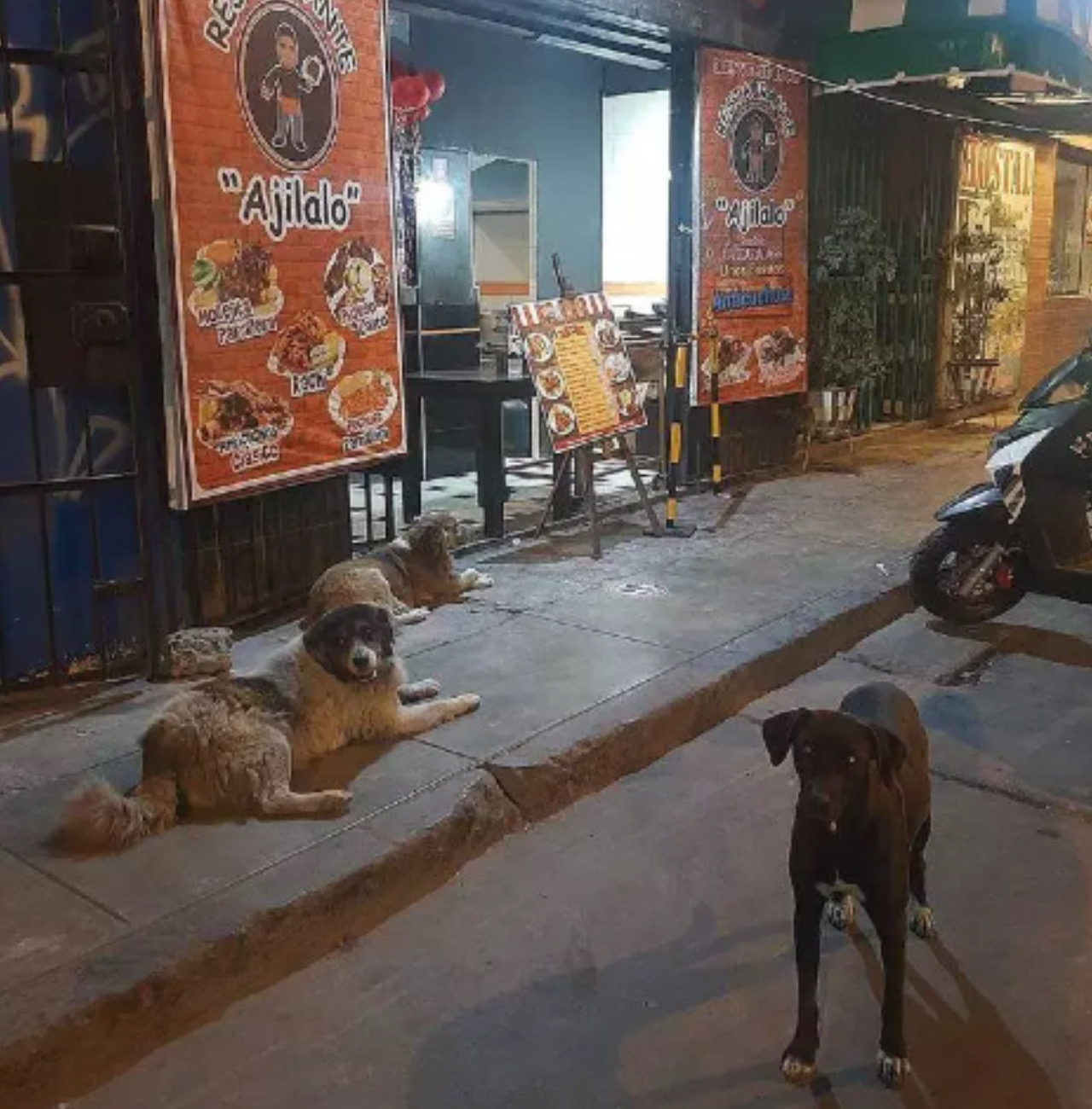 Cani fanno la fila al ristorante