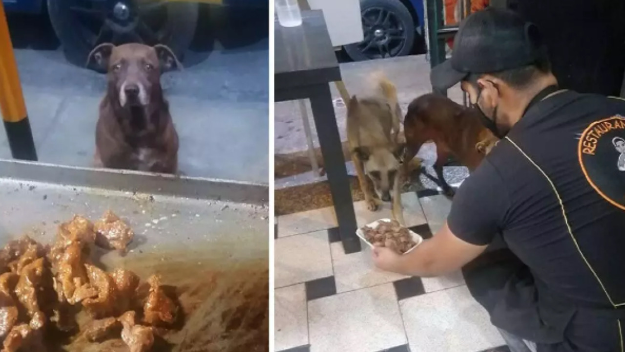 Cani vogliono il cibo