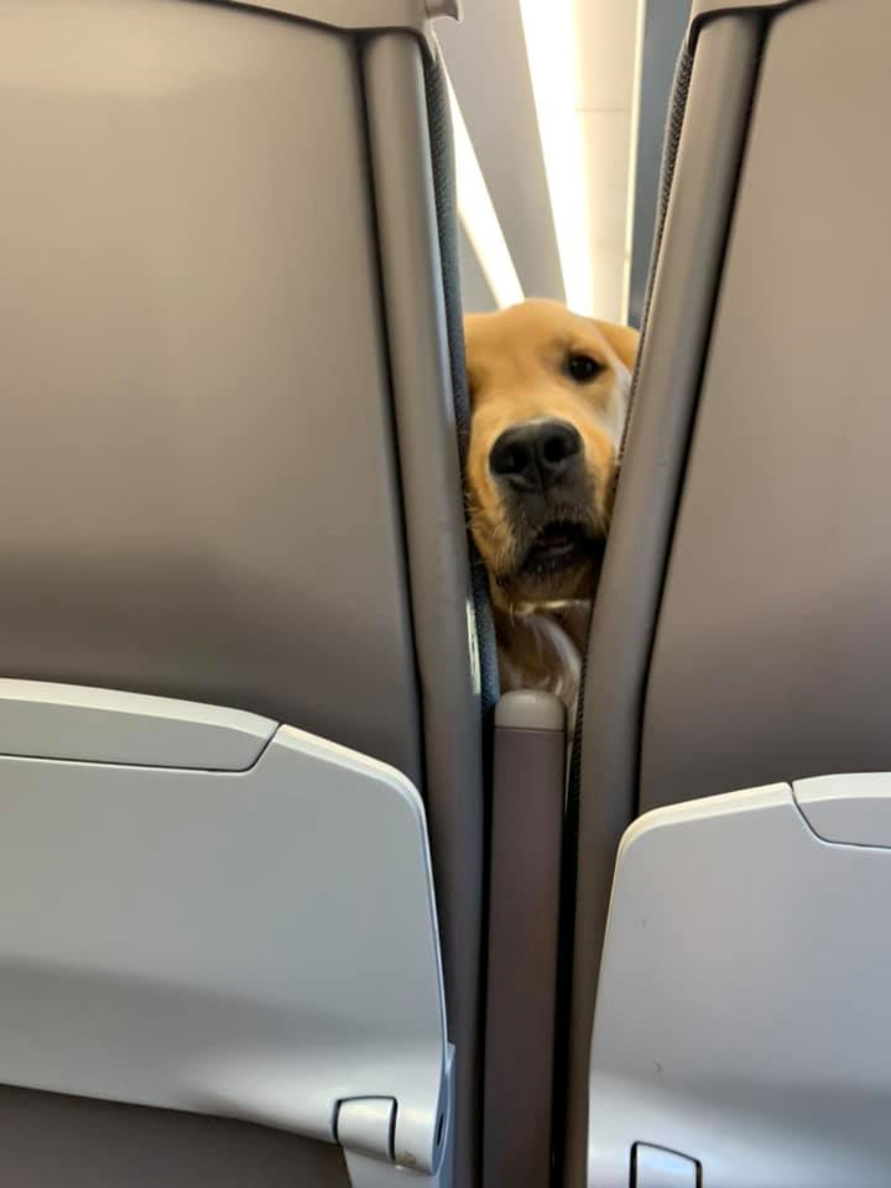cane su aereo
