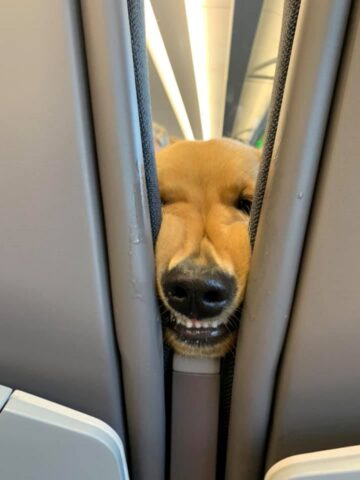 Il volo è troppo lungo e il cane si annoia: così, decide di intrattenere i passeggeri dietro di lui