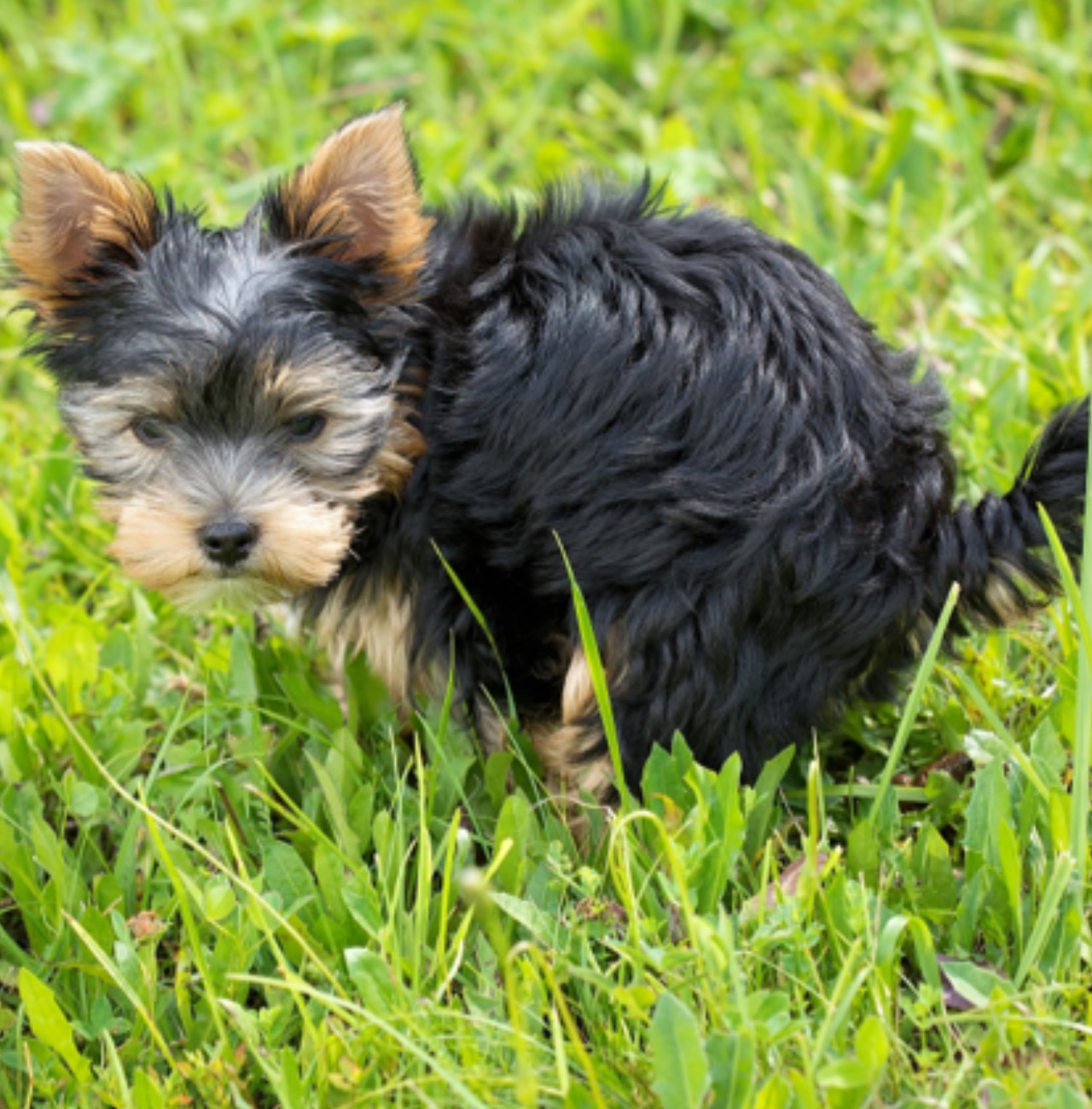 Cane è fermo nel prato