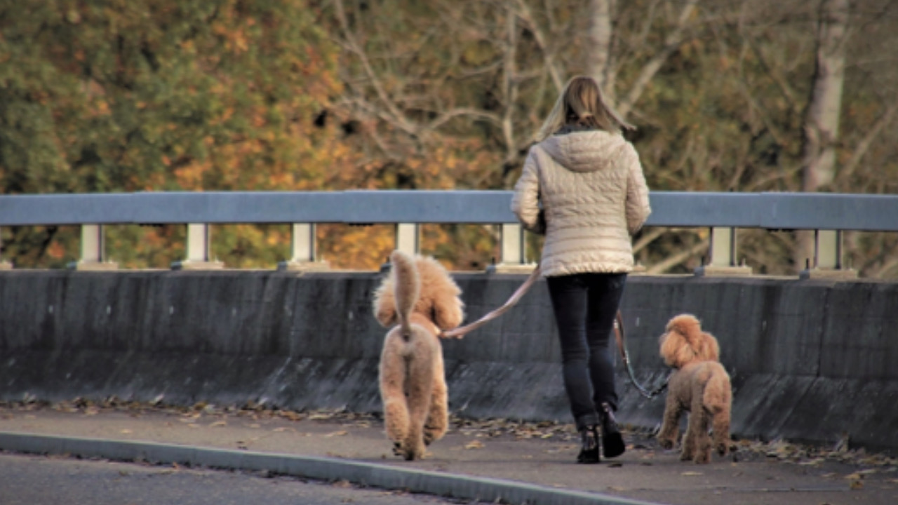 Ragazza cammina con due cani