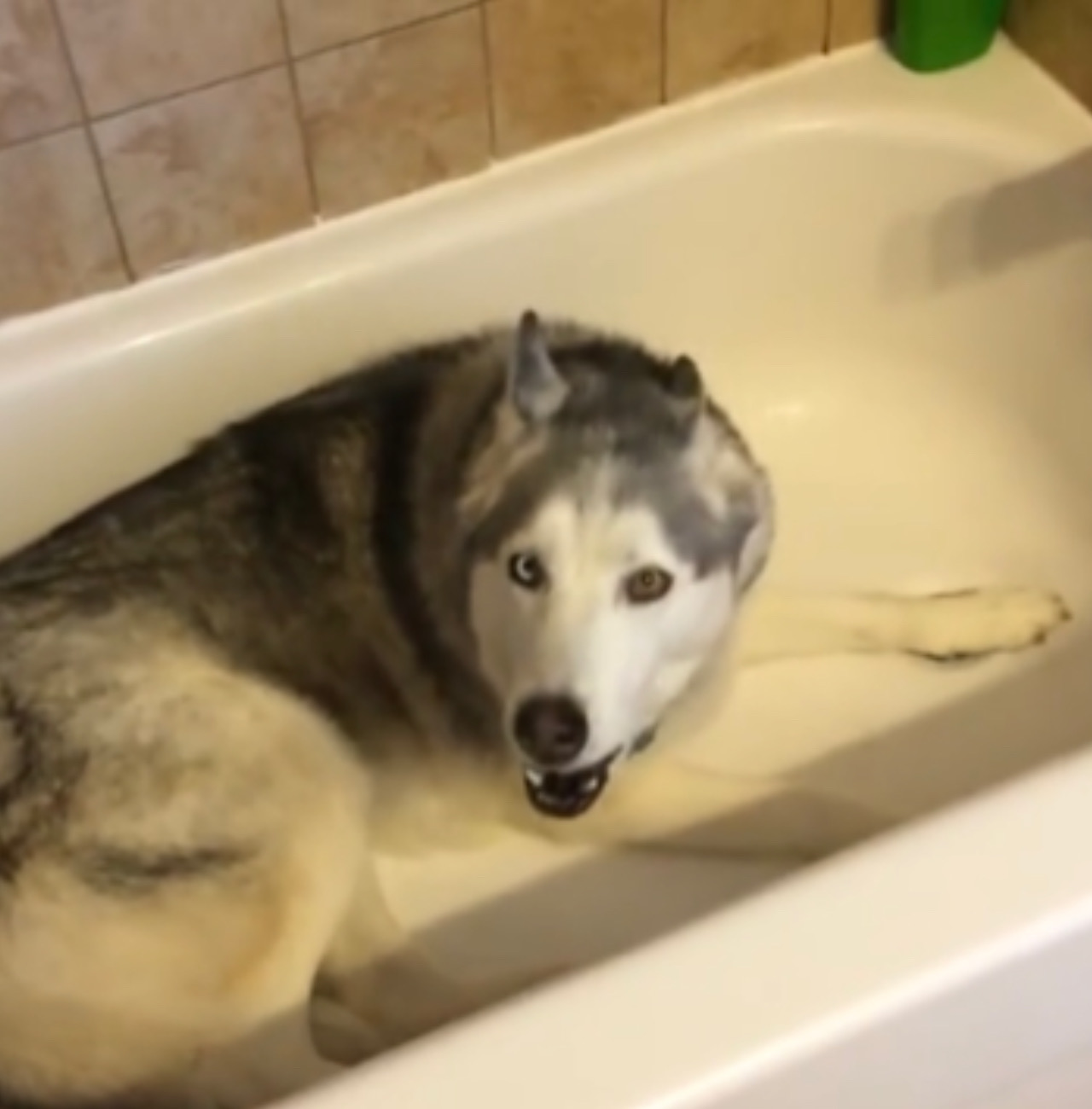 Cane fa i capricci nel bagno