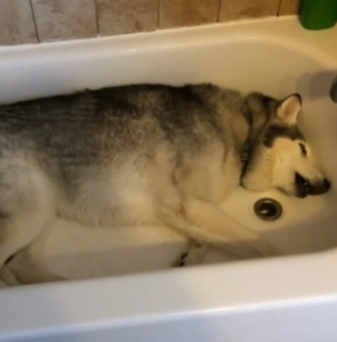 L’Husky testardo inizia a fare i capricci restando dentro la vasca da bagno