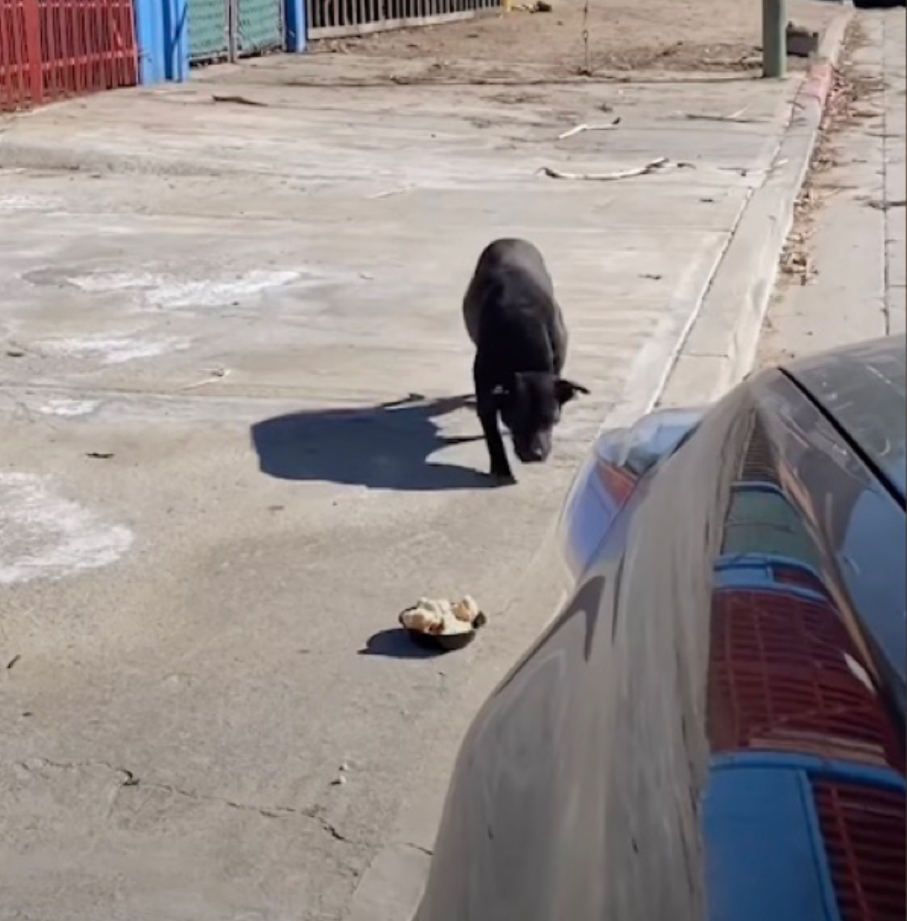 Cagnolina sola per strada