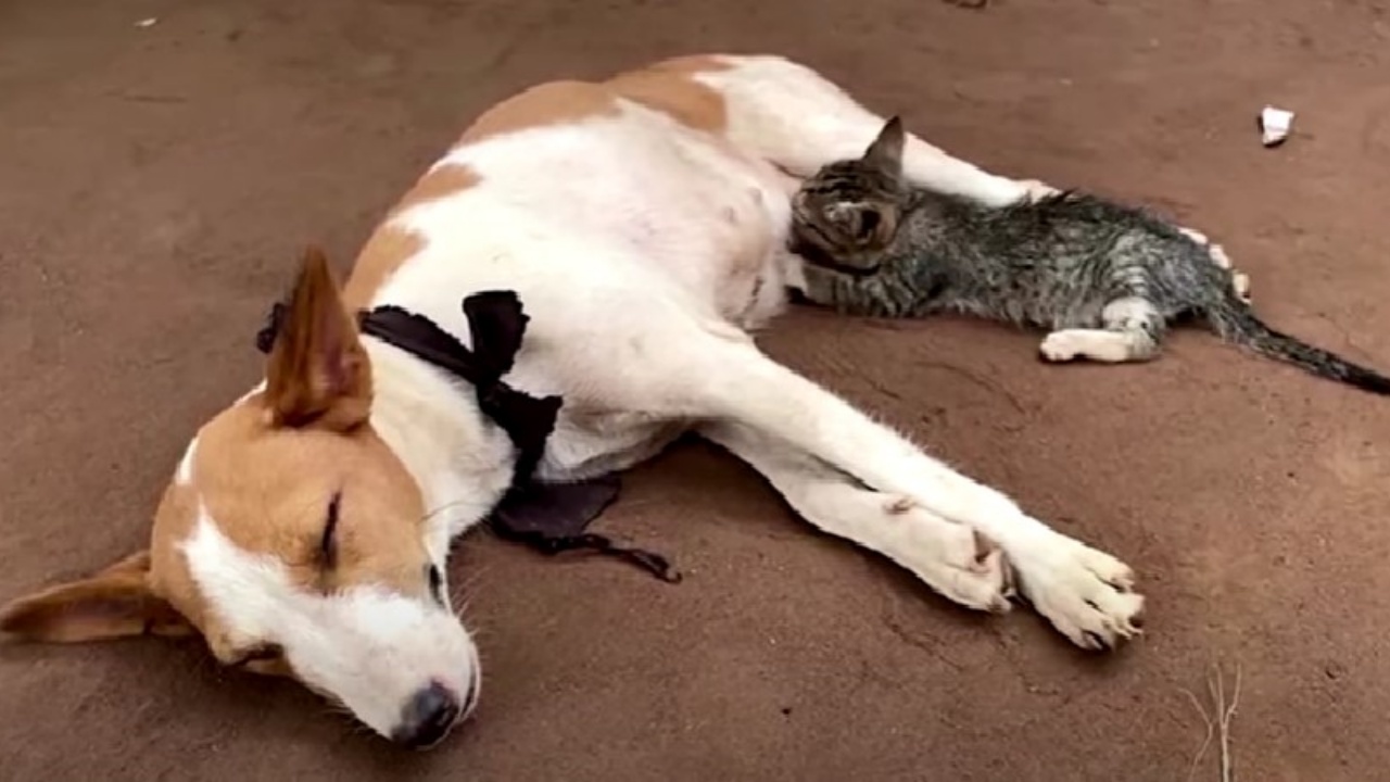 cagnolina e gattino