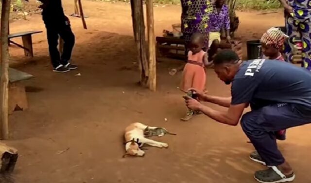 La cagnolina allatta il gattino e si rilassa mentre lui succhia il latte