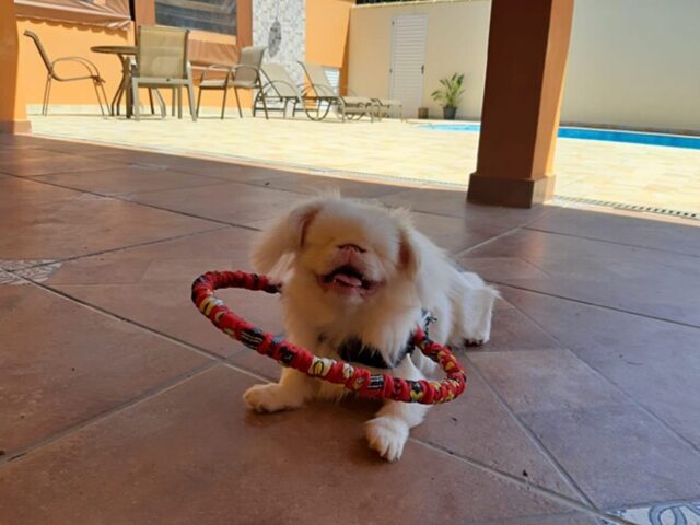 La cagnolina cieca e muta ha milioni di motivi per essere sempre felice